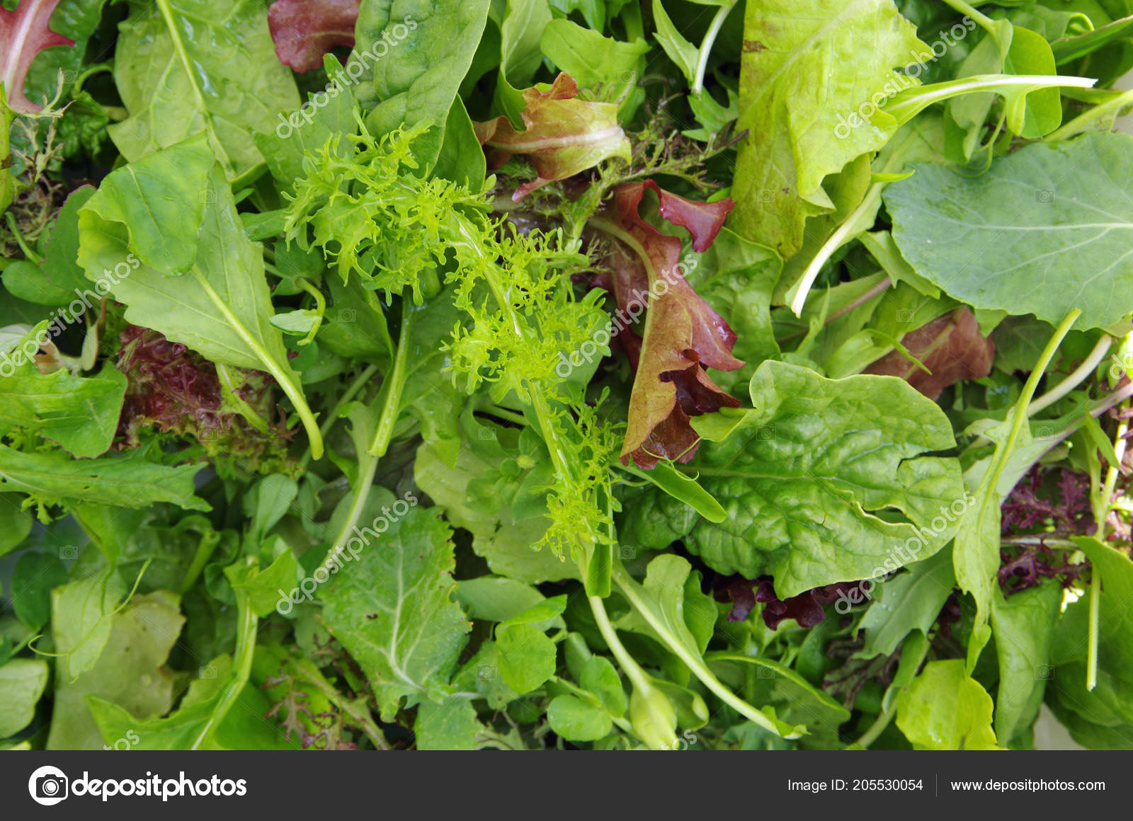 Fresh Mixed Salad Field Greens Piled Closeup View Stock Photo by