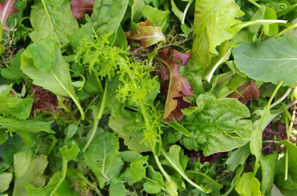 Alan yeşil taze karışık salata closeup görünümü kazıklı