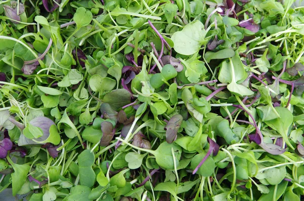 Taze karışımı microgreens salata görünümü yukarıdan