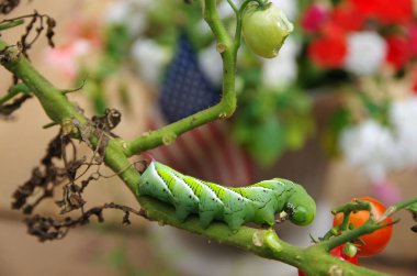 Bahçe domates bitki yemek hornworm