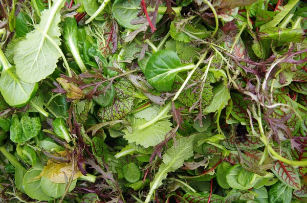 Alan yeşil taze karışık salata closeup görünümü kazıklı