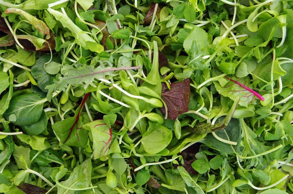 Mesclun salatası karışık tarla yeşillikleri üst üste yığılmış