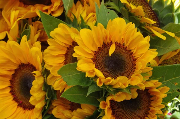 Sonnenblumensträuße Bauernmarkt Nahaufnahme — Stockfoto