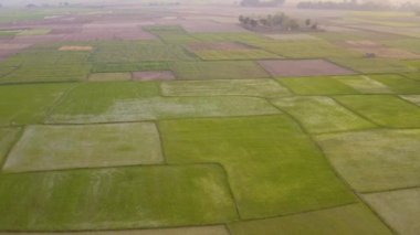 Hindistan güzel tarım arazileri, 4k hava aracı görüntüleri.