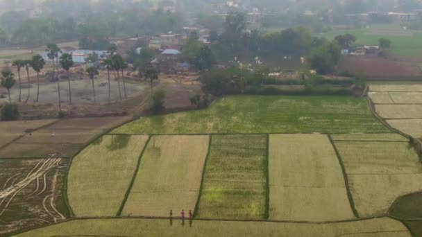 India Pittoreske Mooie Landbouwvelden Luchtfoto Drone Beelden — Stockvideo