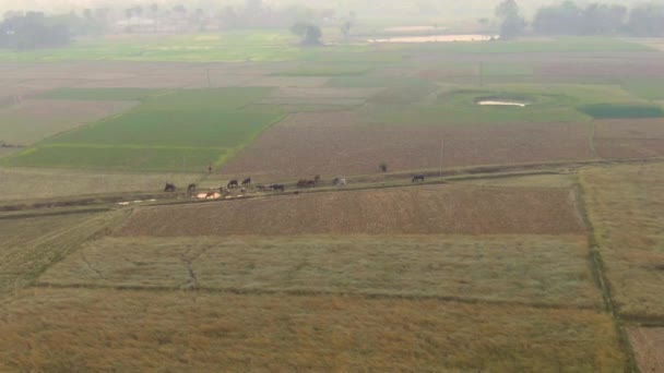 Índia Pitoresca Campos Agrícolas Bonitos Drone Aérea Metragem — Vídeo de Stock