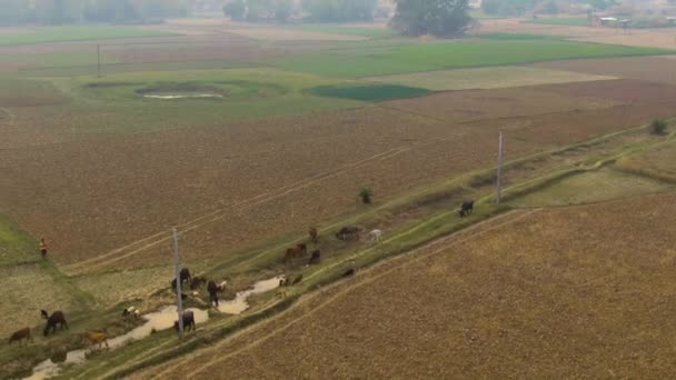 India Pittoreske Mooie Landbouwvelden Luchtfoto Drone Beelden — Stockvideo
