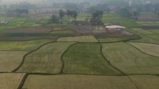 Индия Живописных Красивых Сельскохозяйственных Полей Воздушных Дронов Кадры — стоковое видео