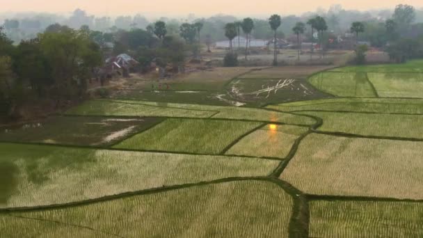 India Pittoreske Mooie Landbouwvelden Luchtfoto Drone Beelden — Stockvideo