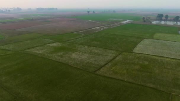 Índia Pitoresca Campos Agrícolas Bonitos Drone Aérea Metragem — Vídeo de Stock