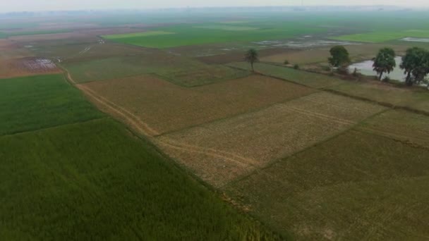 Índia Pitoresca Campos Agrícolas Bonitos Drone Aérea Metragem — Vídeo de Stock