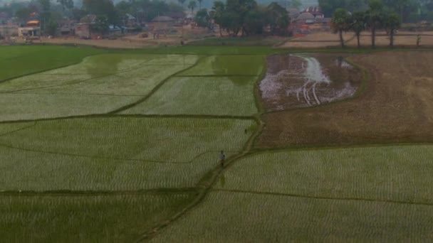 India Festői Gyönyörű Mezőgazdasági Mezők Légi Drón Felvételek — Stock videók
