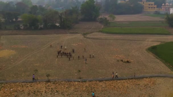 Hindistan Güzel Tarım Arazileri Hava Aracı Görüntüleri — Stok video