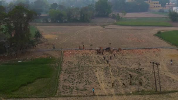 India Pittoreschi Bellissimi Campi Agricoli Filmati Drone Aerea — Video Stock