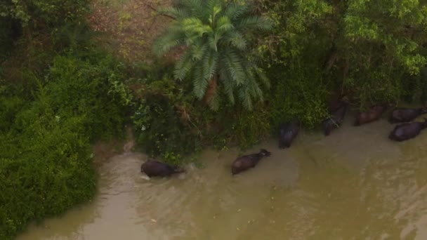 Nehirdeki Öküzler Hindistan Hava Aracı Görüntüsü — Stok video