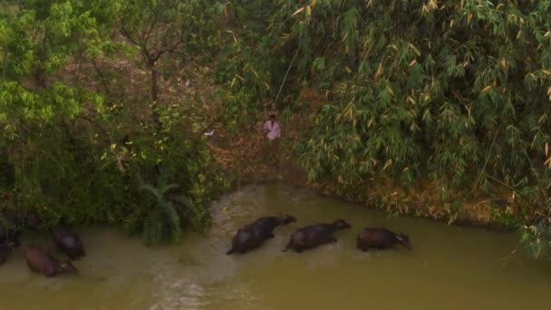 Bullocks River India Air Drone Footage — Stock video