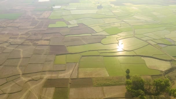 Inde Beaux Champs Agricoles Pittoresques Images Aériennes Drone — Video