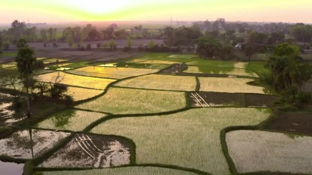 India Picturesque Beautiful Agricultural Fields Aerial Drone Footage — Stock Video