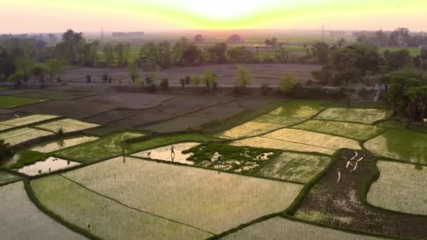 Inde beaux champs agricoles pittoresques, 4k images aériennes de drone