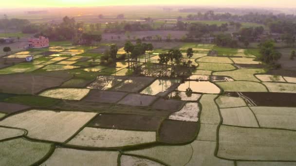 India Pittoreschi Bellissimi Campi Agricoli Filmati Drone Aerea — Video Stock