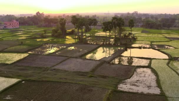 India Festői Gyönyörű Mezőgazdasági Mezők Légi Drón Felvételek — Stock videók
