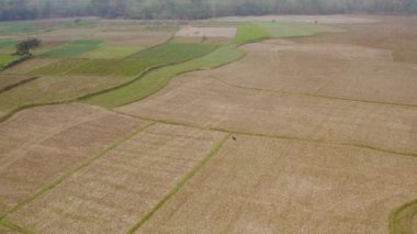 Hindistan güzel tarım arazileri, 4k hava aracı görüntüleri.