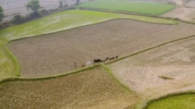 Hindistan tarım alanları, 4k hava manzarası