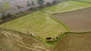 Hindistan tarım alanları, 4k hava manzarası