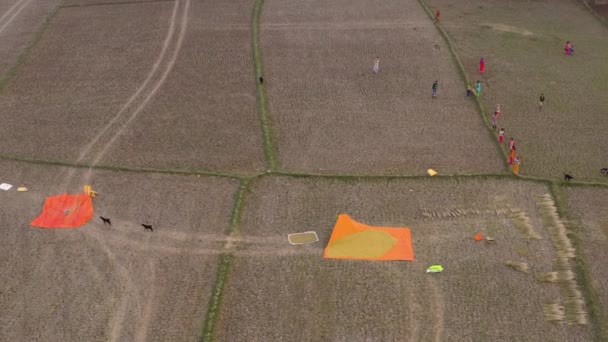 Inde Beaux Champs Agricoles Pittoresques Coucher Soleil Images Aériennes Drone — Video