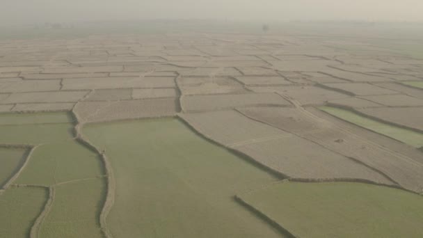 Índia Pitoresca Campos Agrícolas Bonitos Drone Aérea Metragem — Vídeo de Stock