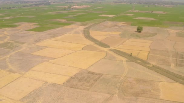 Hindistan Güzel Tarım Arazileri Hava Aracı Görüntüleri — Stok video