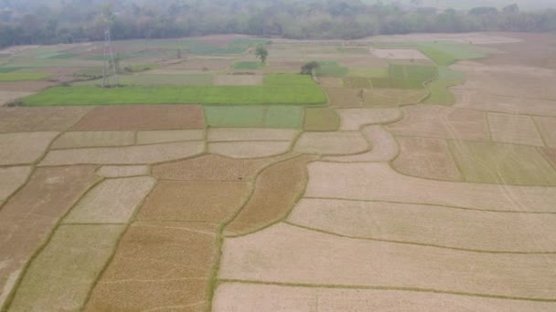 Индия Живописных Красивых Сельскохозяйственных Полей Воздушных Дронов Кадры — стоковое видео