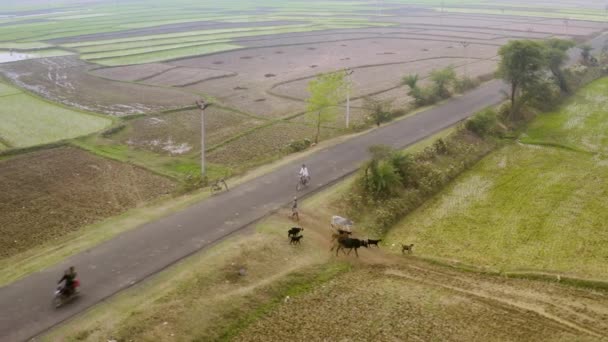 India Campos Agrícolas Vista Aérea — Vídeos de Stock