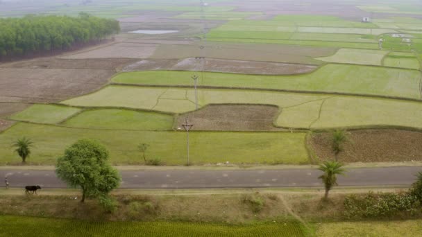 India Pittoreske Mooie Landbouwvelden Luchtfoto Drone Beelden — Stockvideo