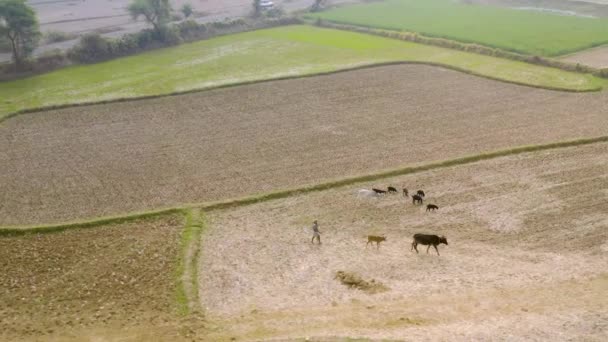 Índia Campos Agrícolas Vista Aérea — Vídeo de Stock