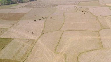 Hindistan güzel tarım arazileri, 4k hava aracı görüntüleri.