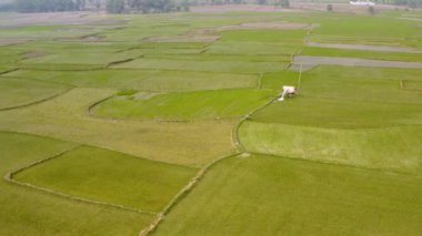 Hindistan güzel tarım arazileri, 4k hava aracı görüntüleri.