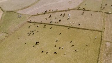 Hindistan güzel tarım arazileri, 4k hava aracı görüntüleri.