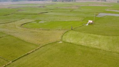 Hindistan güzel tarım arazileri, 4k hava aracı görüntüleri.