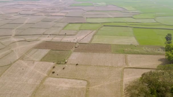 India Pittoreske Mooie Landbouwvelden Luchtfoto Drone Beelden — Stockvideo