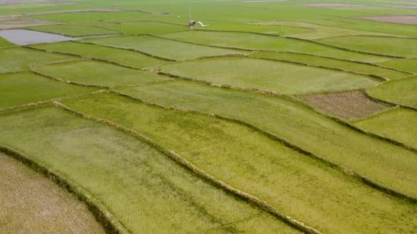 India Picturesque Beautiful Agricultural Fields Aerial Drone Footage — Stock Video