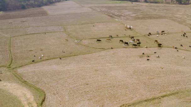 Indie Malebné Krásné Zemědělské Pole Letecké Drone Záběry — Stock video