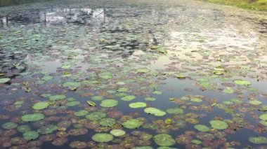Güneşin doğuşunda güzel zambak gölü, 4k hava aracı manzaralı.