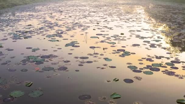 Hermoso Lago Lily Pond Amanecer Vista Aérea Drone — Vídeo de stock