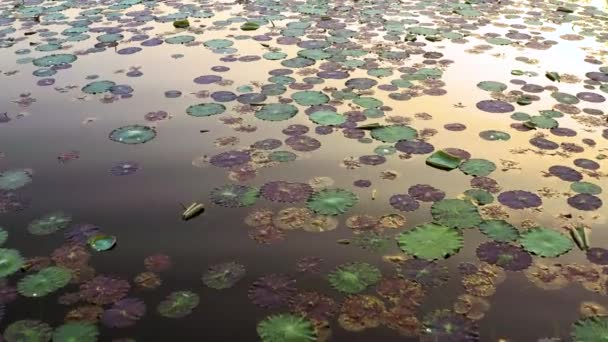 Beautiful Lily Pond Lake Sunrise Aerial Drone View — Stock Video