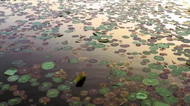 Hermoso Lago Lily Pond Amanecer Vista Aérea Drone — Vídeos de Stock