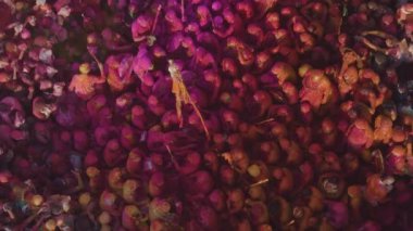Hindistan 'daki Holi renk festivalinin hava görüntüsü, 4k drone görüntüsü 