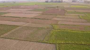 Hindistan gün batımında çok güzel tarlalar, 4k hava aracı görüntüleri