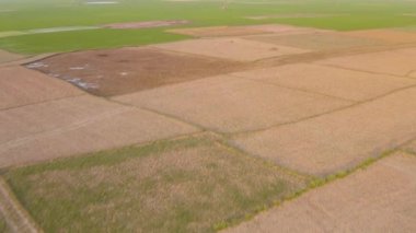 Hindistan gün batımında çok güzel tarlalar, 4k hava aracı görüntüleri