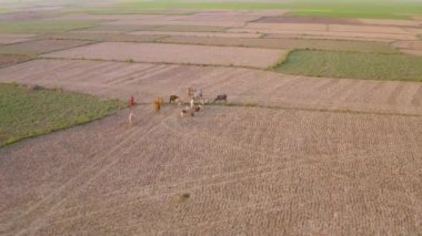 Hindistan gün batımında çok güzel tarlalar, 4k hava aracı görüntüleri